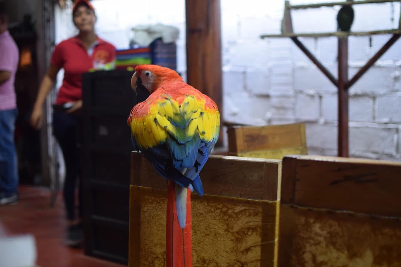 Travel to Cartagena Colombia Parrot